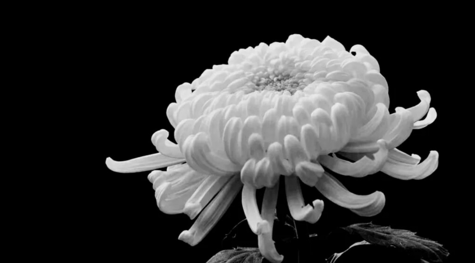 沉痛悼念毛冬声先生